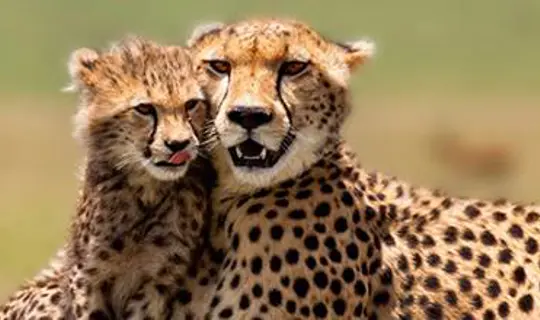 Adult Cheetah with her cub