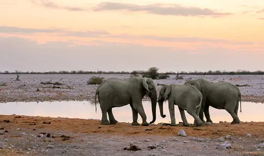 Elephants drinking in Namibia