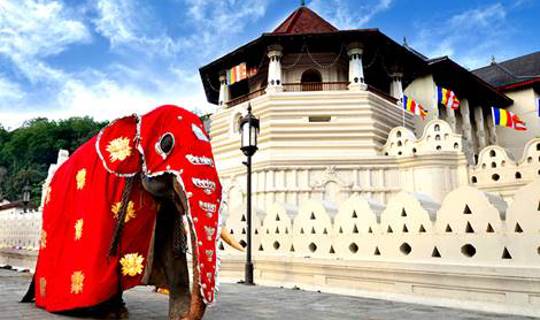 Elephant ,temple of the Sacred Tooth, Sri Lanka