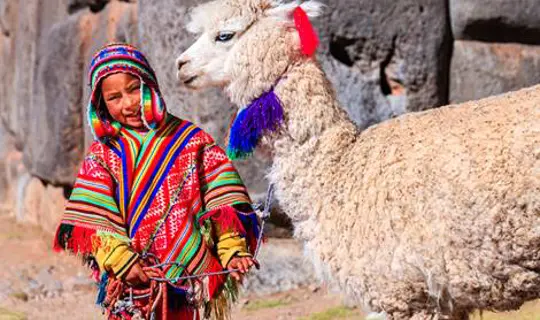  Alpaca on a rope, Chile