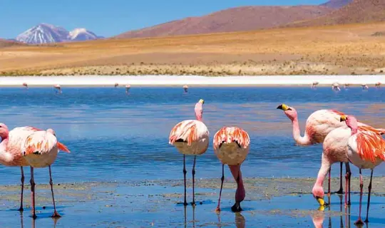 Flamingoes, Chile