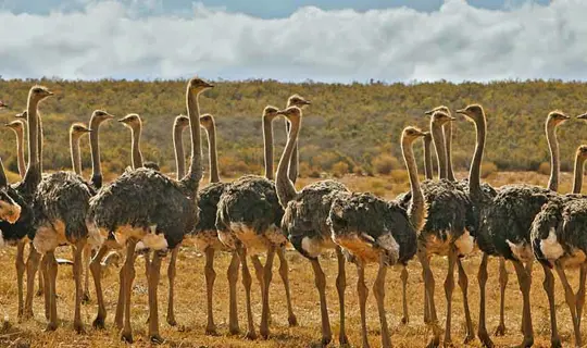 South Africa Ostriches