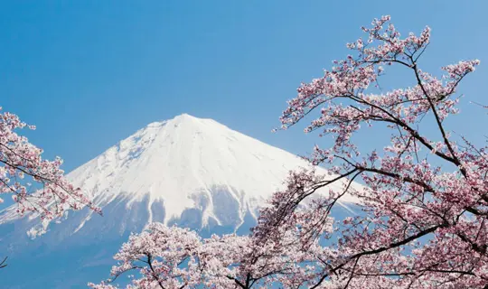 Mount Fuji and Cherry Blossom