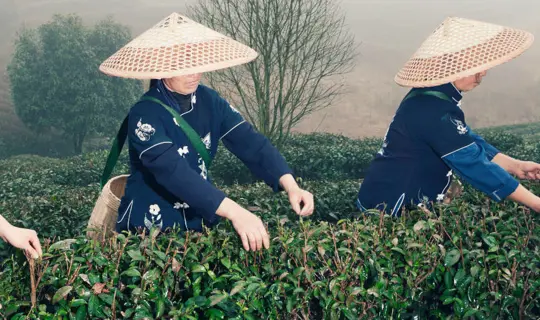 Chinese Tea Plantation