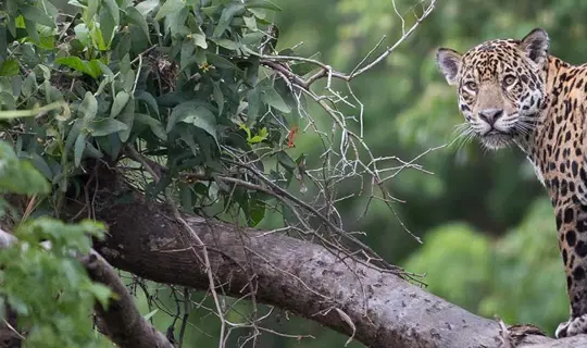 Jaguar, Costa Rica