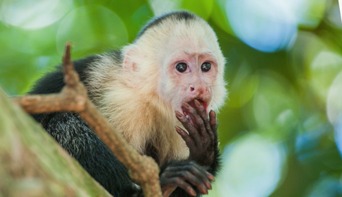 monkey costa rica