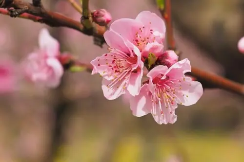 Sprouting cherry blossom