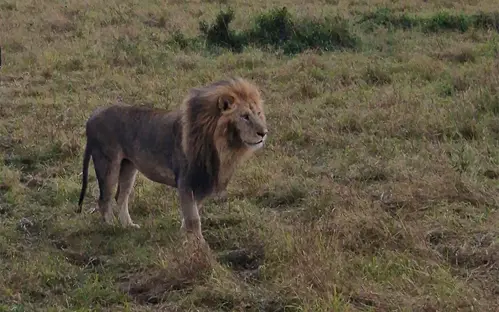 Masai Mara Lion