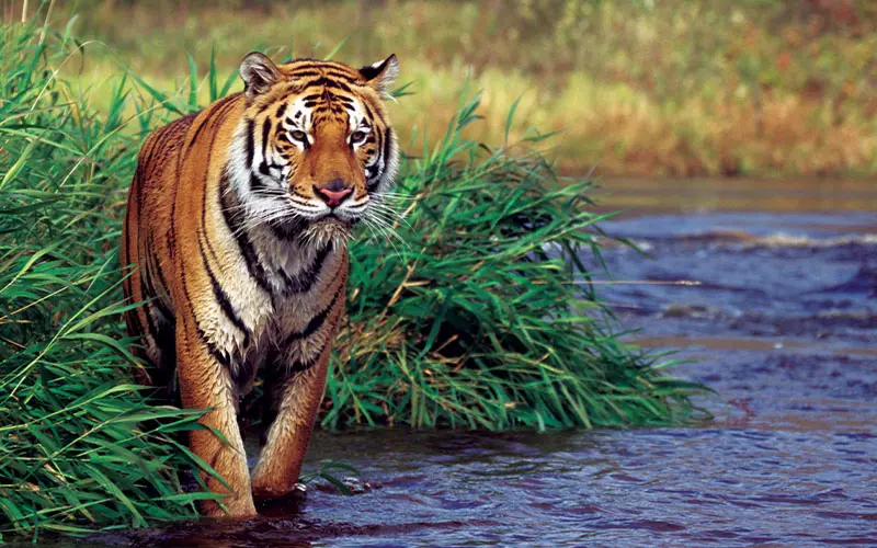 India-tiger-800x500.jpg