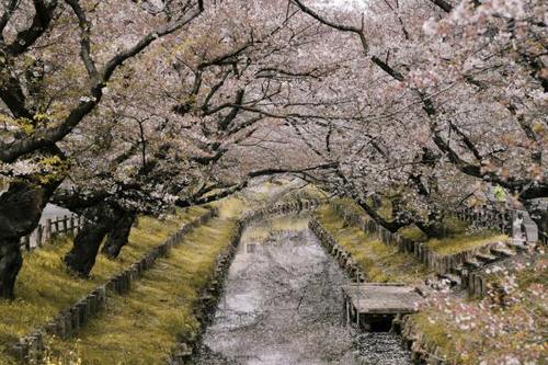 Cherry blossom trees on either side of a lake